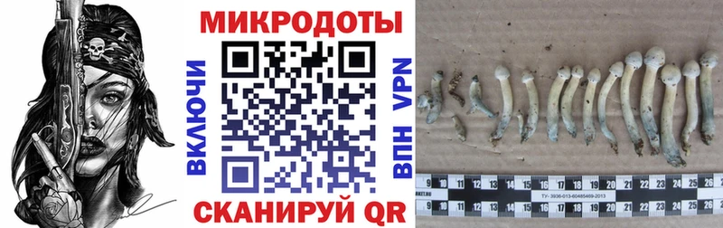 дарк нет клад  MEGA ссылка  Заринск  Псилоцибиновые грибы мицелий 
